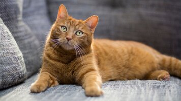Cat-on-couch